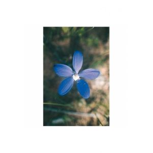 Blue China Orchid 15ml Aust
