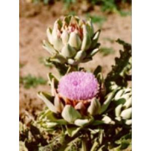 Tsa Cynara Scolymus 50ml