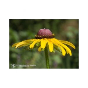 Natur Black Eyed Susan Californiano Essemza 7,4ml