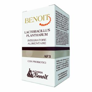 Alchemia Benoit Lactobacillus Plantharum Capsule