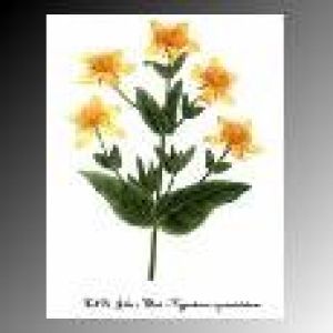 St. John's Or St. John's Wort Oil 50ml