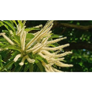 Sweet Chestnut Bach Flowers Original 20 Ml