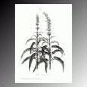 Salvia Rugiada 50ml Astrum