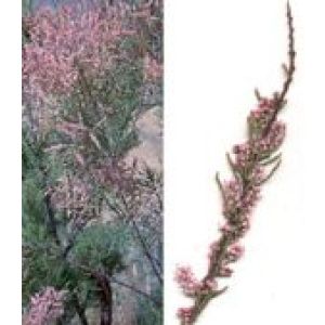 Hs211 Tamaris Compositum 50ml