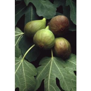 Msa Ficus Carica 50ml