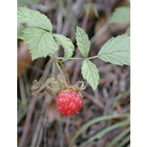 Msa Rubus Idaeus 50ml