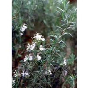 Msa Rosmarinus Offic 50ml