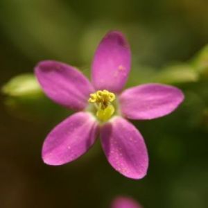 Centaury Fiori Di Bach Originale 20 Ml