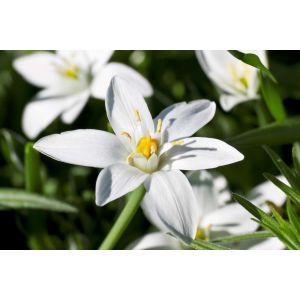Star Of Bethlehem Fiori Di Bach Originale 20 Ml