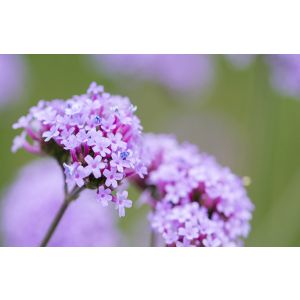 Vervain Fiori Di Bach Originale 20 Ml